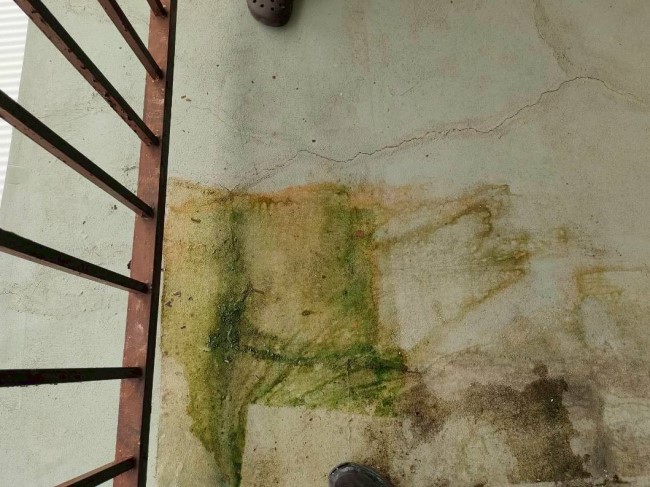 ベランダ床面のひび割れ　藻も発生している